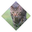 Search for pet graduation cap toppers Cute