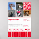 Search for harlequin great dane decor Photography