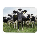Search for cow magnets Humor