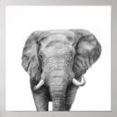 Search for black and white elephant posters Safari