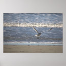 Search for seagull posters Nature