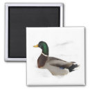 Search for duck magnets animal