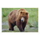 Search for glossy posters Bear