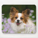 Search for papillon gifts Cute