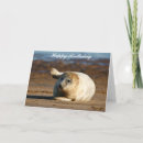 Search for seal birthday cards Wildlife