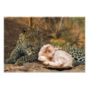 Search for lion and lamb art Bible verse