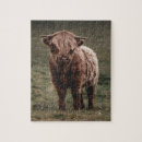 Search for highland cow puzzles Animal