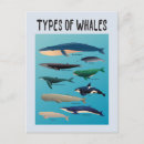 Search for whale postcards orca