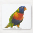 Search for rainbow bridge bird Photography