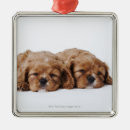 Search for cavalier king charles spaniel ornaments Animal