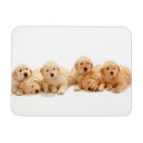 Search for golden retriever magnets animal