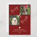 Search for dog holiday cards Furry and bright