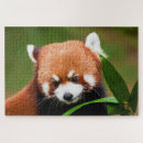 Search for red panda puzzles Pandas