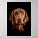 Search for vizsla gifts Magyar
