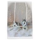 Search for white siberian husky Cute