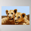 Search for lion gifts Cubs