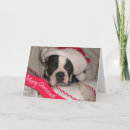 Search for boston terrier christmas cards Pet