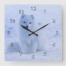 Search for fox clocks Snow