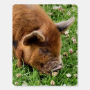 Search for pig gifts Pets