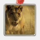 Search for lioness ornaments wildlife