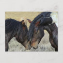 Search for horse postcards Wild horses