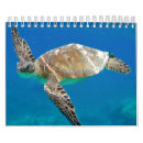 Search for turtle calendars Hawaii