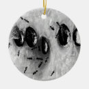 Search for ant ornaments Nature