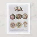Search for pomegranate postcards Fruit