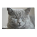 Search for cat supplies Trendy