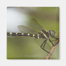 Search for dragonfly magnets Flying
