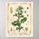 Search for tobacco leaf Botanical