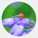 Search for ladybug stickers nature