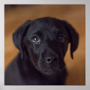 Search for labrador posters Retriever