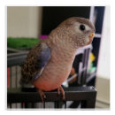 Search for lovebird posters Pink