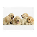 Search for golden retriever magnets pet