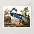 Search for louisiana postcards Bird