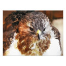 Search for red tail hawk art Animals