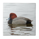 Search for duck tiles Nature