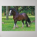 Search for clydesdale horse Florida
