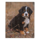 Search for bernese mountain dog puzzles Puppy