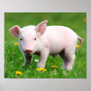Search for farm posters Pig