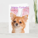 Search for chihuahua easter cards Pet