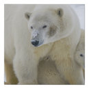 Search for polar bear gifts Wildlife