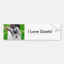 Search for goat bumper stickers Kid