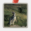 Search for penguin ornaments Sea bird