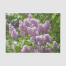 Search for mothers day tissue paper Garden