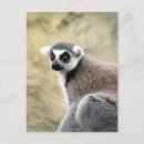 Search for madagascar postcards Primate