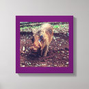 Search for pumba gifts Africa