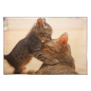 Search for tabbys place Kitten