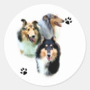 Search for collie stickers rough